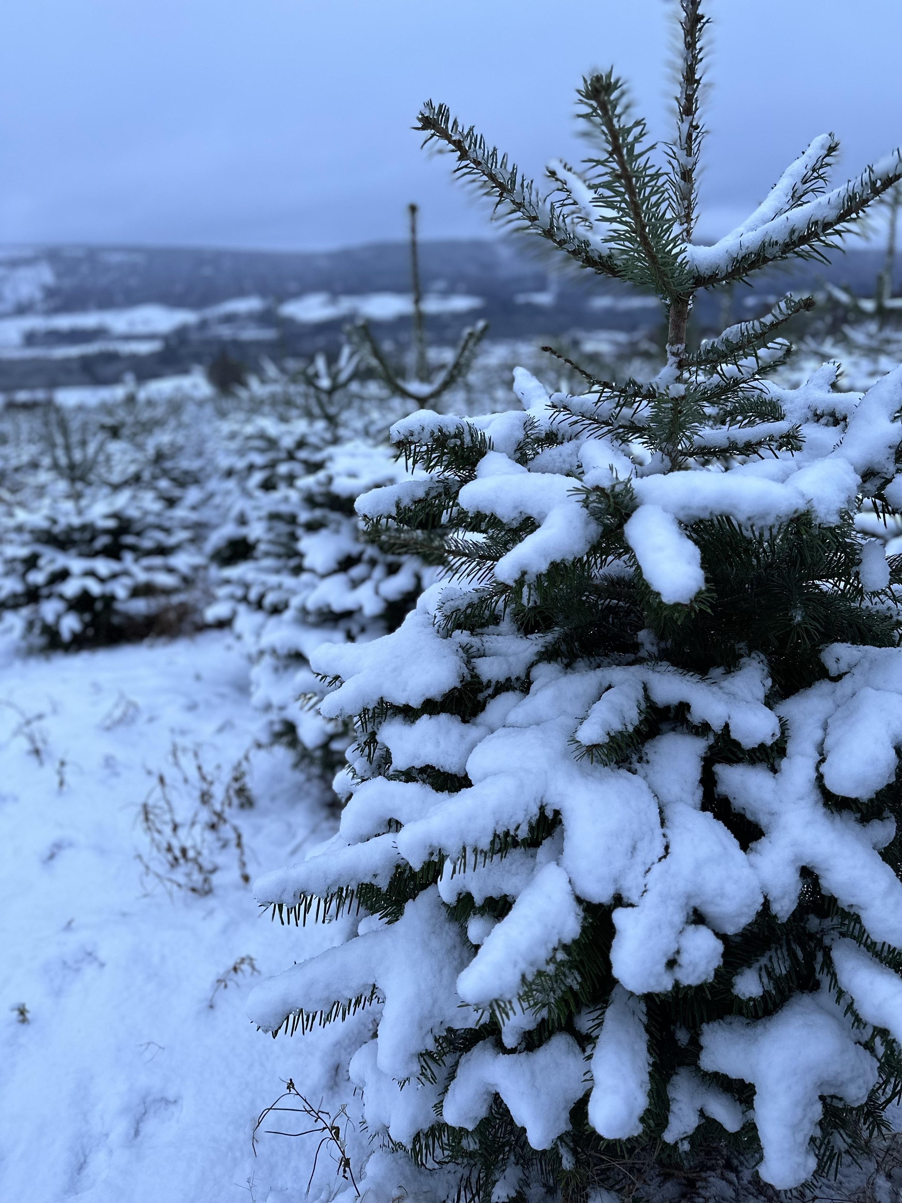 Kinnaird Woodland * Pitlochry