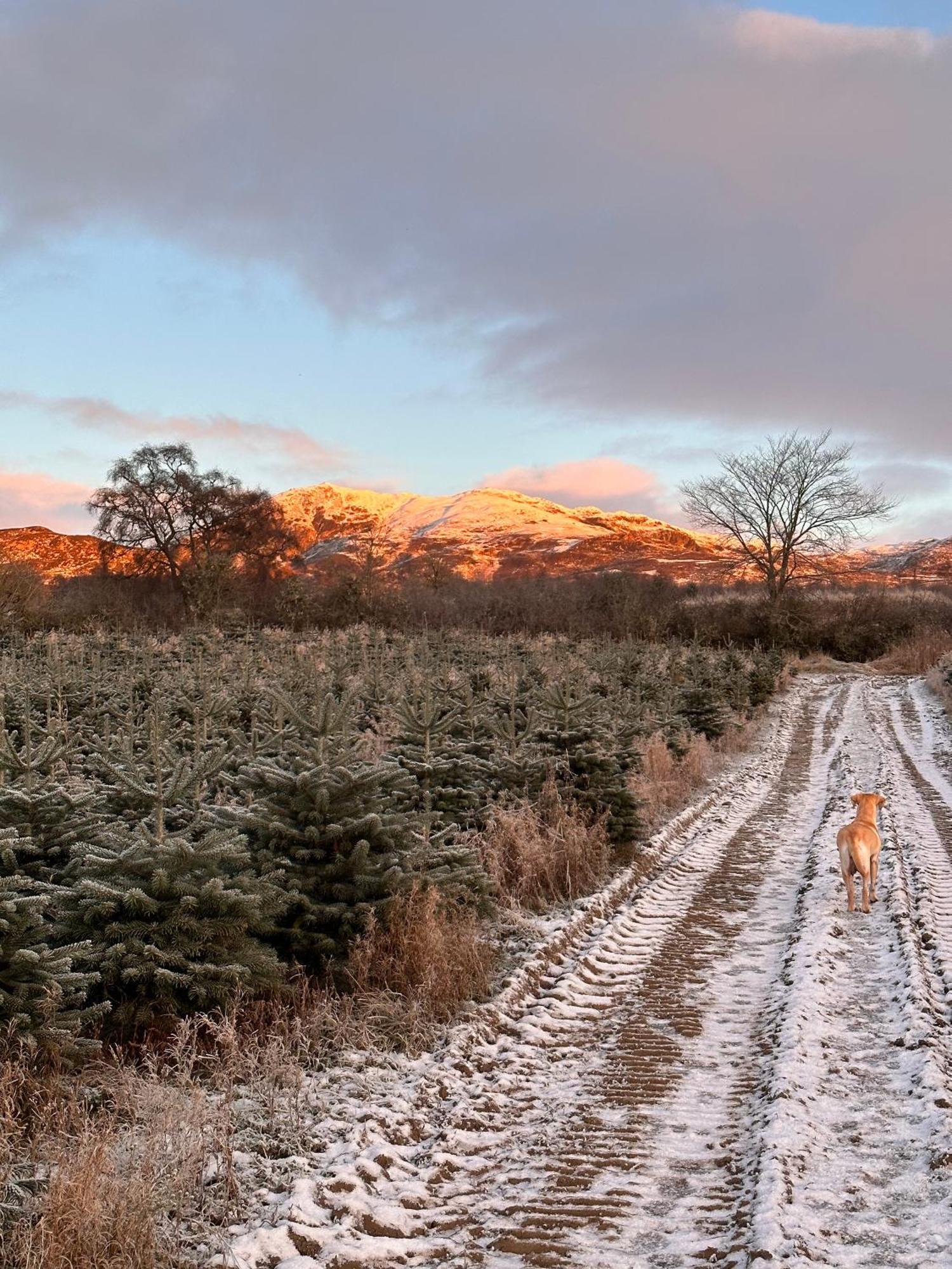 Lodge Kinnaird Woodland Pitlochry