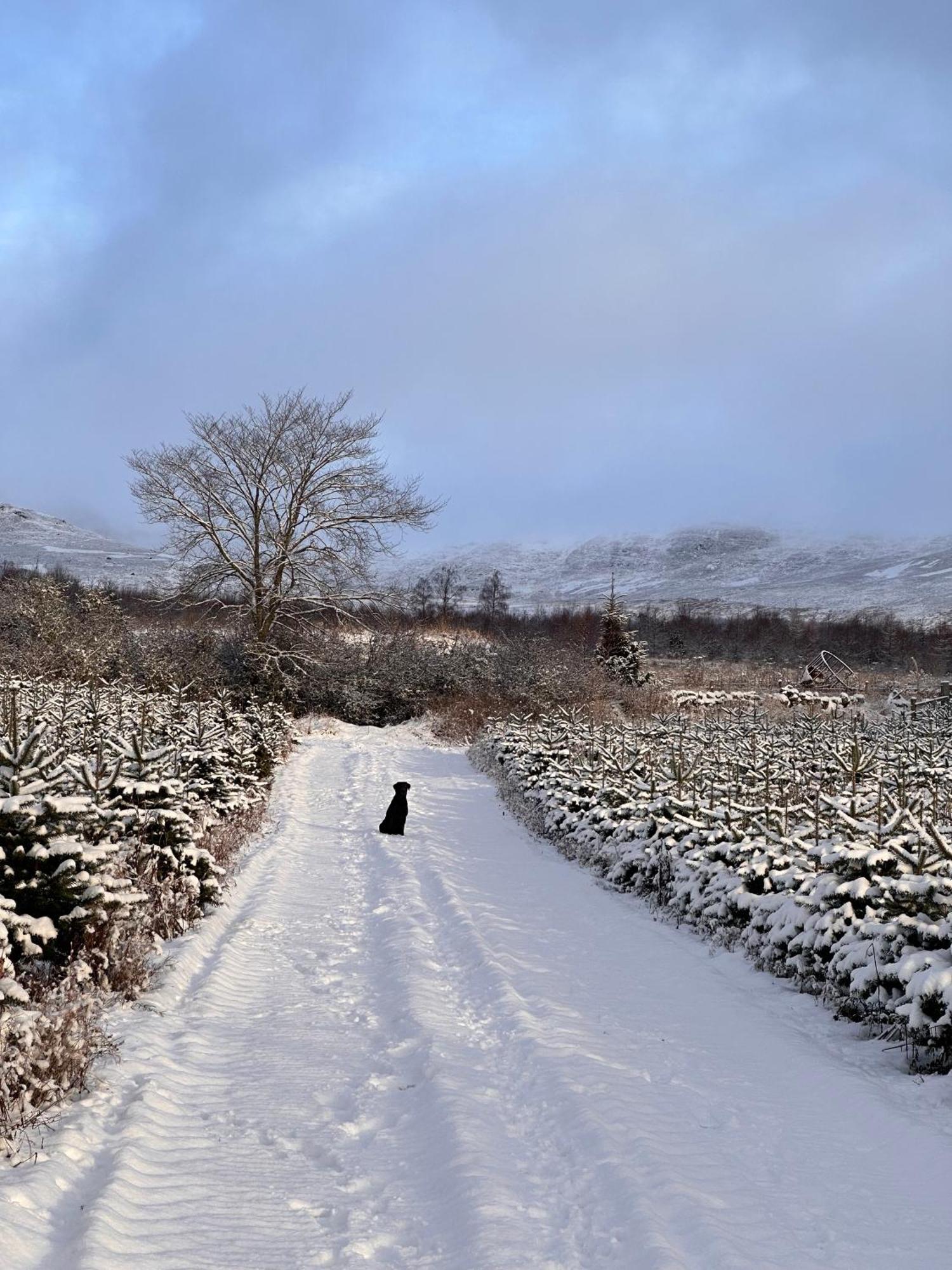 Kinnaird Woodland Lodge Pitlochry