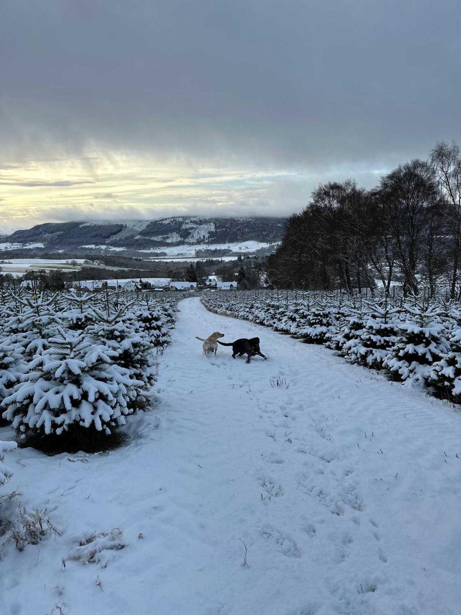 Kinnaird Woodland * Pitlochry