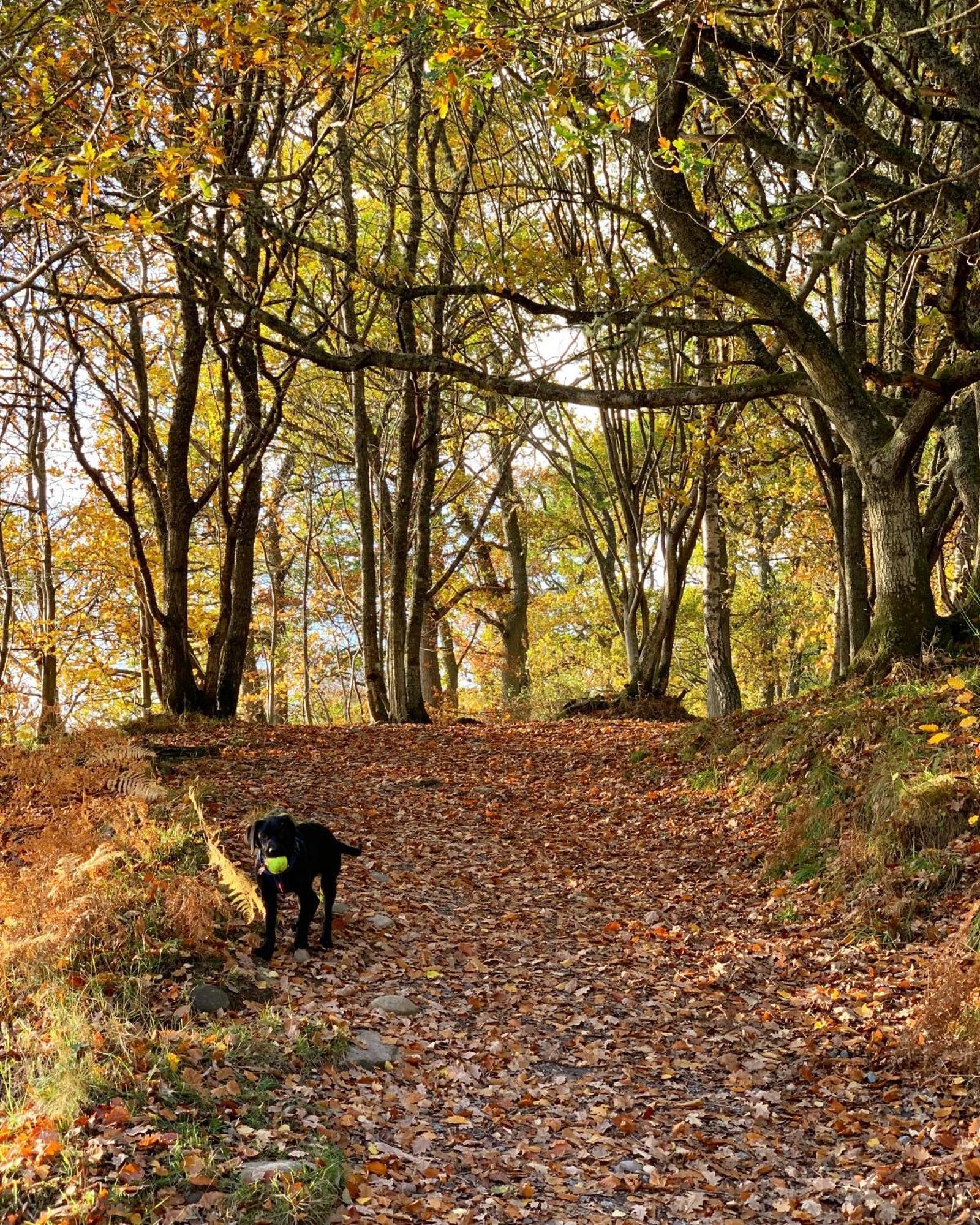 Kinnaird Woodland Lodge Pitlochry
