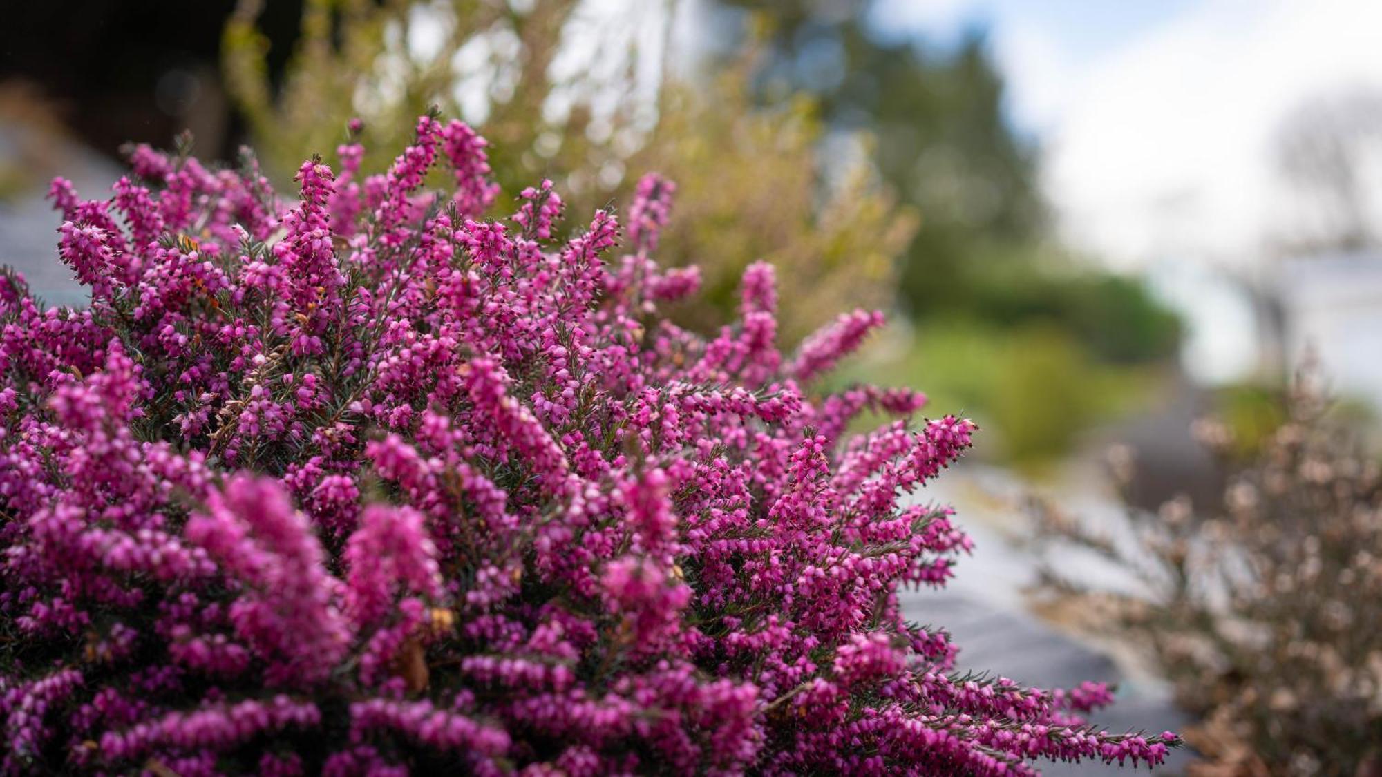 Holiday home Heather Nook- Luxury In *