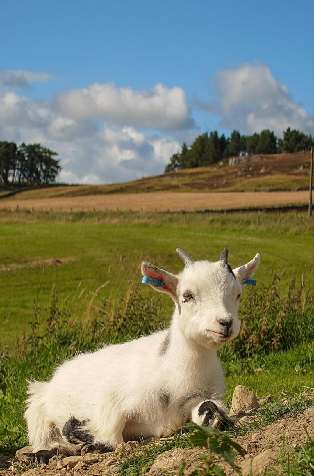 Tomnauld Farm