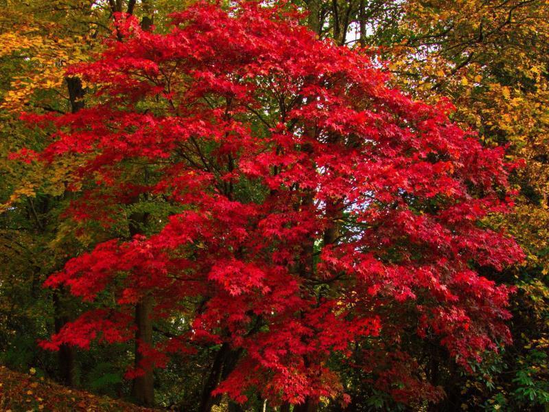 Birchwood * Pitlochry