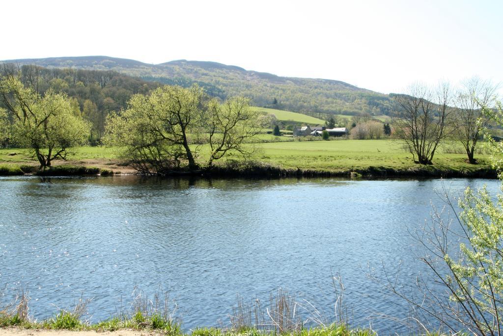 Logierait Pine