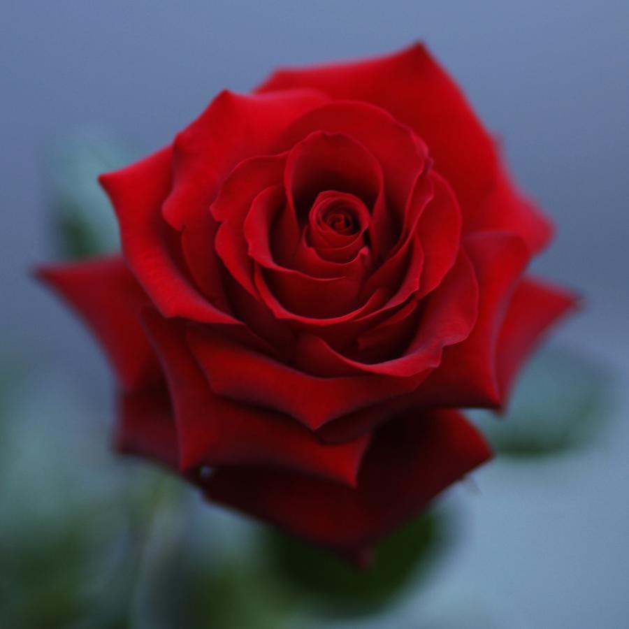 Roseburn 4*