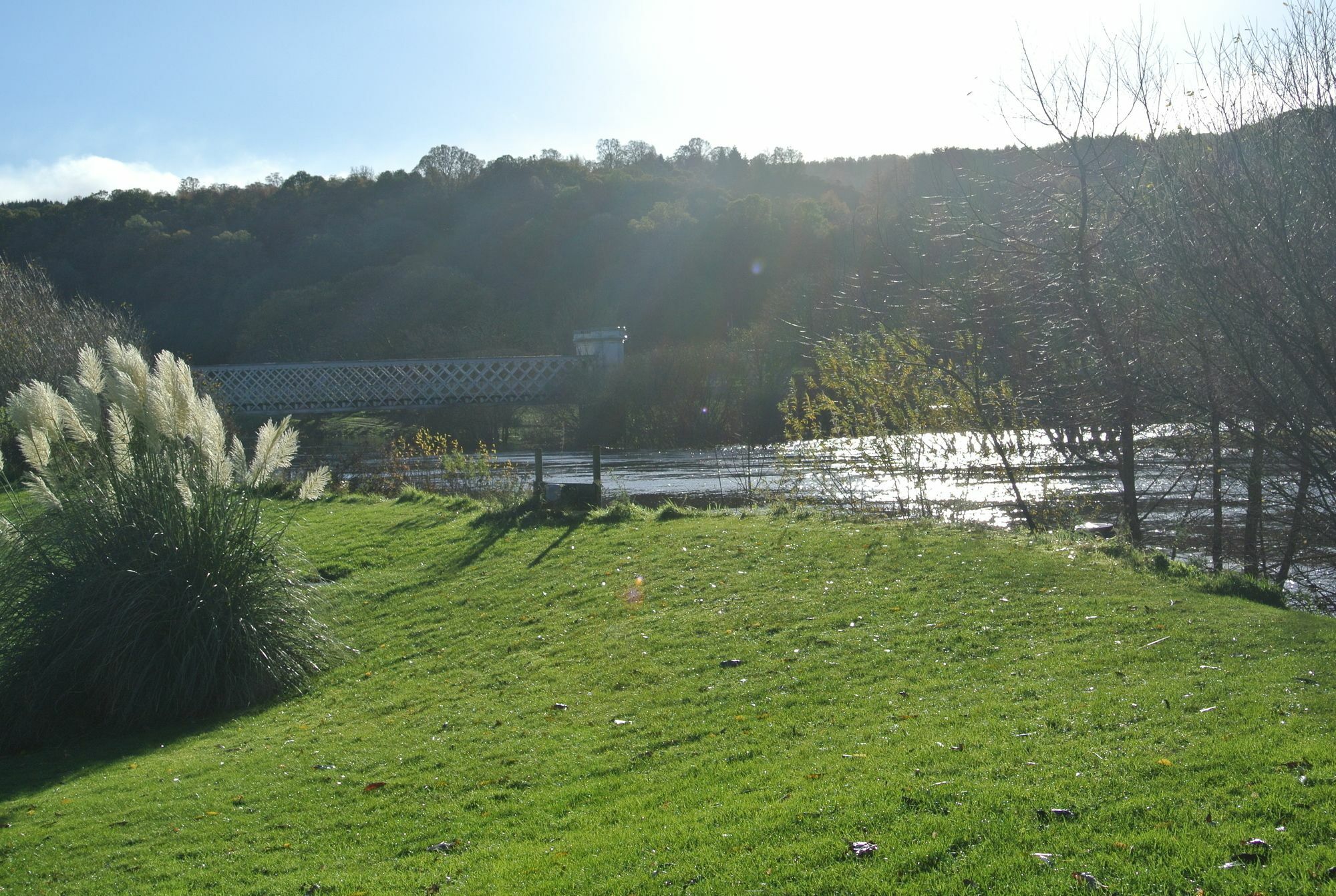 Logierait Pine * Pitlochry