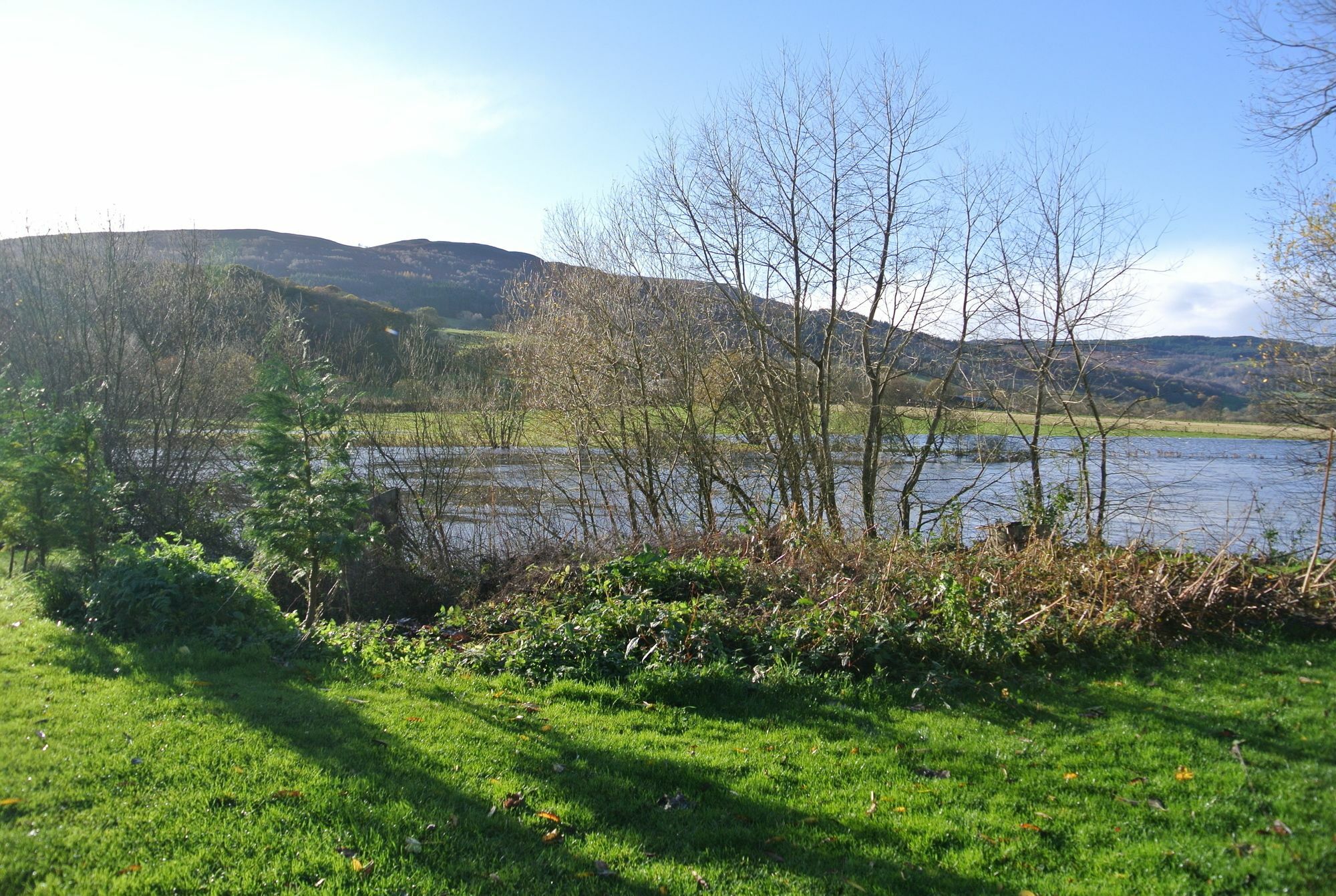 Logierait Pine * Pitlochry